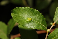 Euura pedunculi