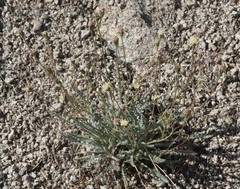 Chaenactis santolinoides