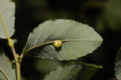 Euura pedunculi