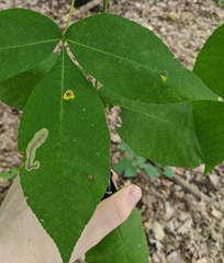 Cameraria caryaefoliella
