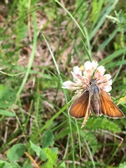Thymelicus sylvestris