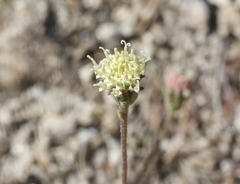 Chaenactis santolinoides