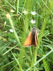 Thymelicus sylvestris