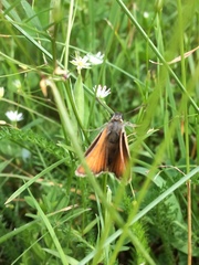 Thymelicus sylvestris