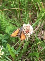 Thymelicus sylvestris