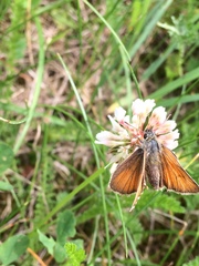 Thymelicus sylvestris