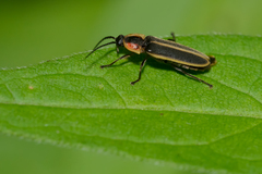 Photinus indictus