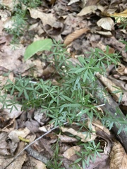 Galium concinnum
