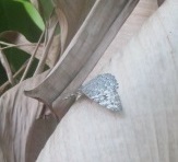 Hamadryas februa