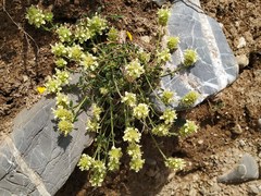 Sideritis hyssopifolia