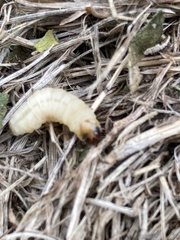 Eichlinia cucurbitae