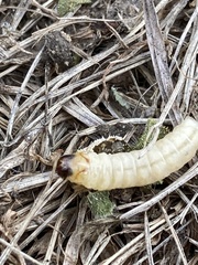 Eichlinia cucurbitae