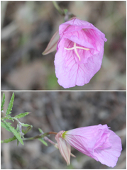 Oenothera speciosa