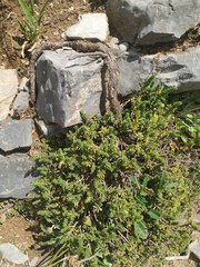 Thymelaea tinctoria