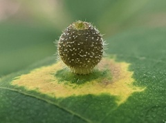 Caryomyia viscidolium