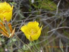 Calochortus weedii