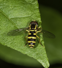 Xanthogramma flavipes