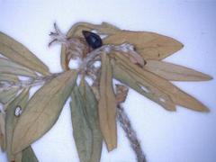 Pimelea tomentosa