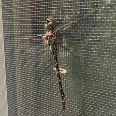 Gomphaeschna antilope