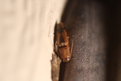 Conoderus vespertinus