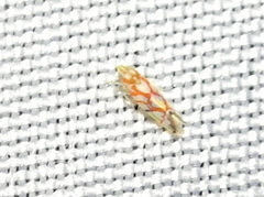 Erythroneura acuticephala
