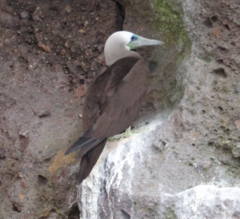 Sula leucogaster brewsteri