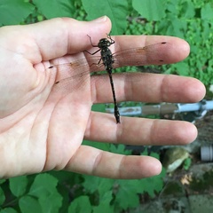 Gomphaeschna antilope