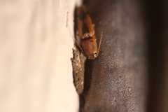 Conoderus vespertinus