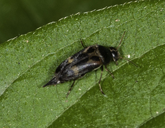Glipa oculata
