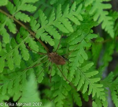 Leiobunum ventricosum