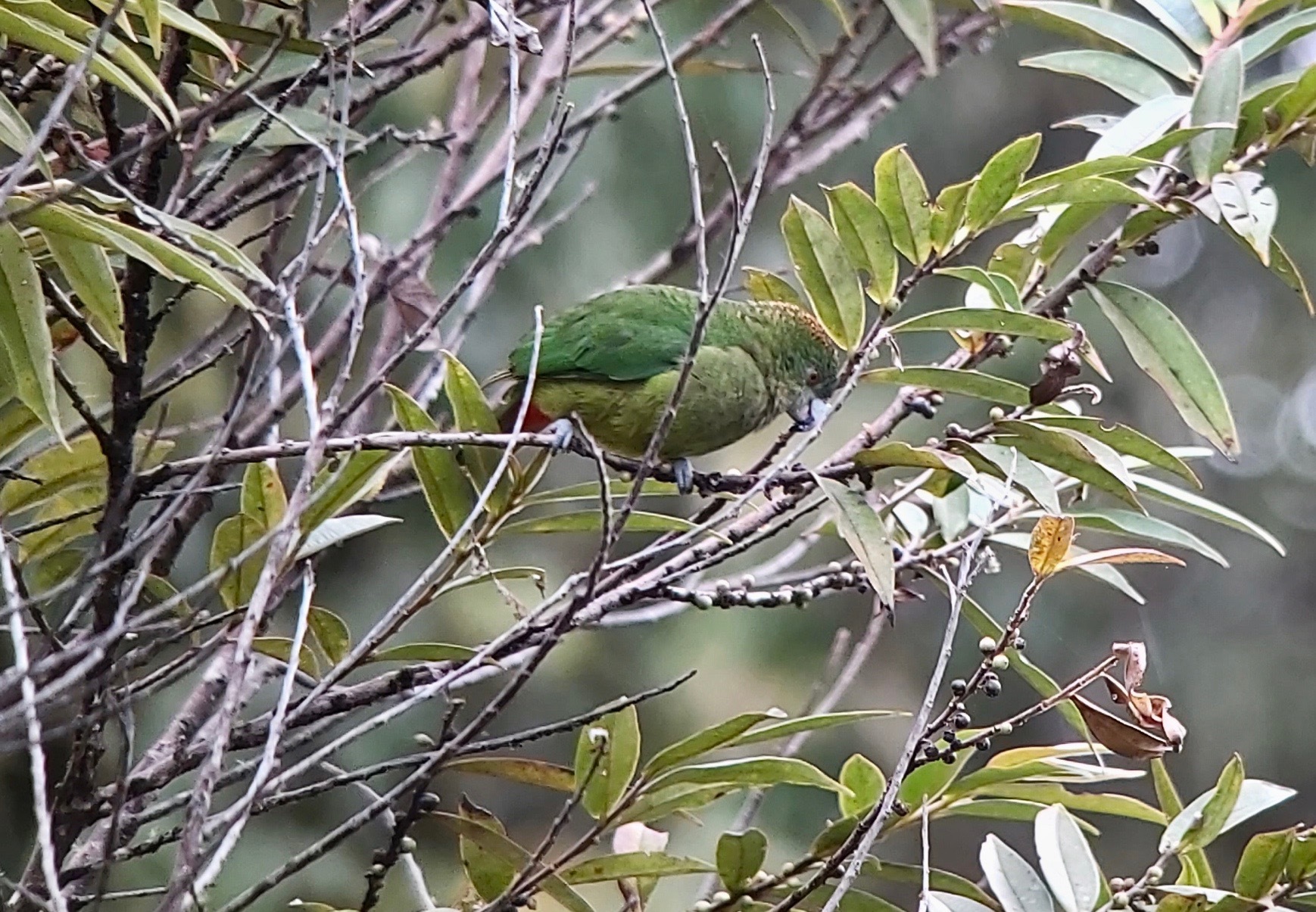 Madarasz's Tiger-Parrot illustration