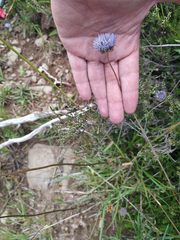 Jasione