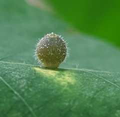 Caryomyia viscidolium