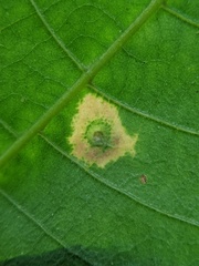 Caryomyia viscidolium