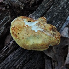 Buglossoporus quercinus