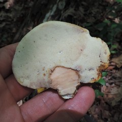 Buglossoporus quercinus