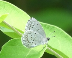 Celastrina serotina