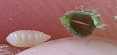 Caryomyia viscidolium