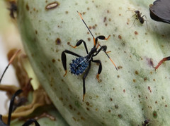 Acanthocephala thomasi