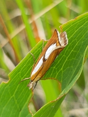 Catoptria conchella