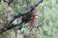 Tillandsia violacea