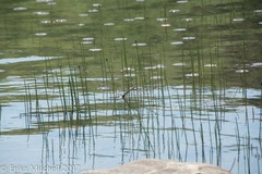 Equisetum fluviatile