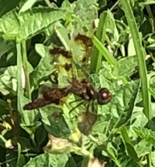 Libellulidae