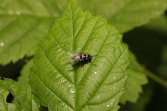 Anthomyia pluvialis