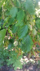 Acer tataricum