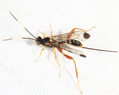 Spilopteron occiputale