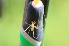 Tetragnatha pinicola