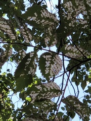 Xanthogaleruca luteola