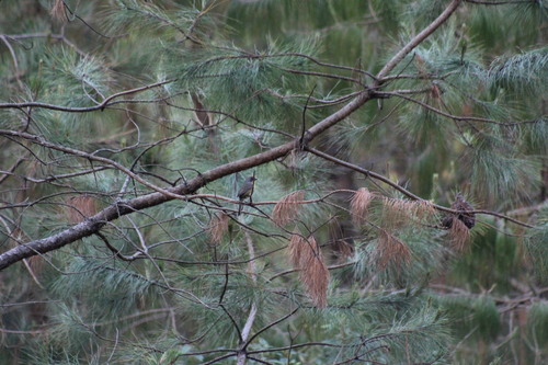 Rufous-capped Brushfinch (Atlapetes pileatus), photo 10