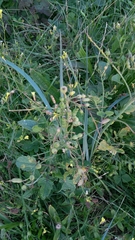 Raphanus raphanistrum landra